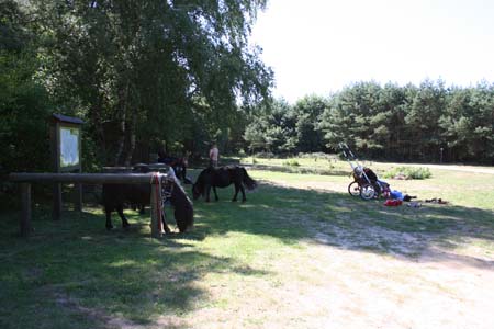 Gestütsweg2008 008